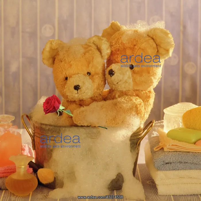 : Teddy Bear - Two teddies at bathtime holding a red rose : Teddy Bear - Two teddies at bathtime holding a red rose
