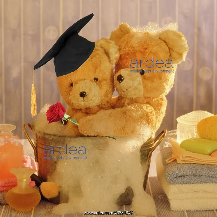 : Teddy Bear - Two teddies at bathtime holding a red rose : Teddy Bear - Two teddies at bathtime holding a red rose
