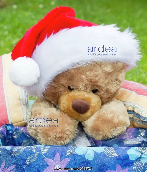 : Teddy bear wearing Santa claus hat : Teddy bear wearing Santa claus hat