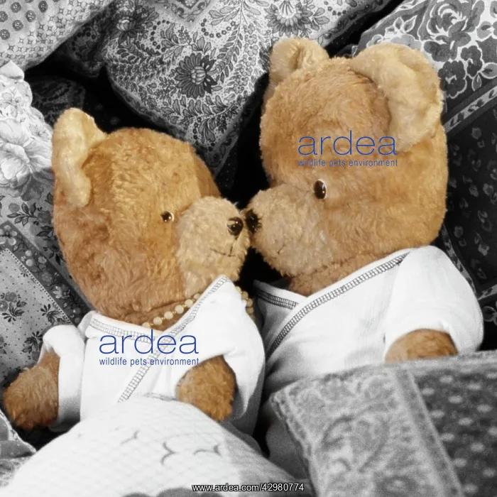 : Teddy Bear - x2 teddies in bed : Teddy Bear - x2 teddies in bed