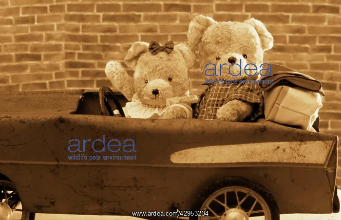 : Teddy Bear - x2 teddies in car : Teddy Bear - x2 teddies in car