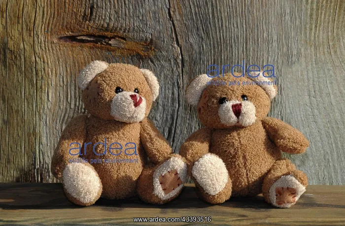 : Two teddy bears on a wooden bench and wood behin : Two teddy bears on a wooden bench and wood behin