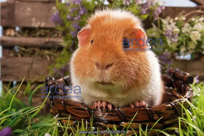 : US Teddy guinea pig : US Teddy guinea pig