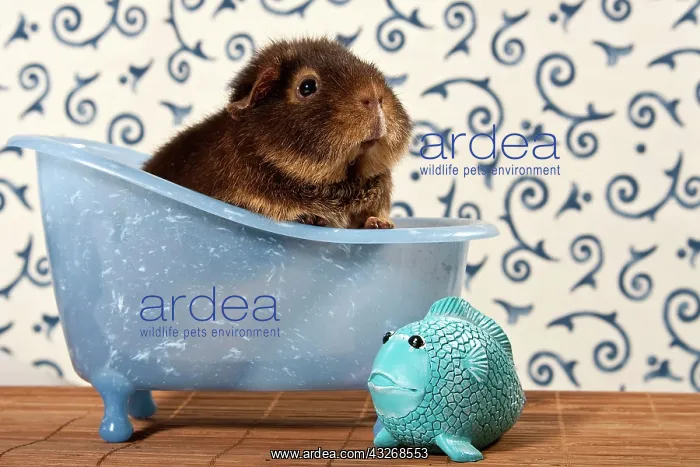 : US teddy guinea pig in mini bathtub, next to a little : US teddy guinea pig in mini bathtub, next to a little
