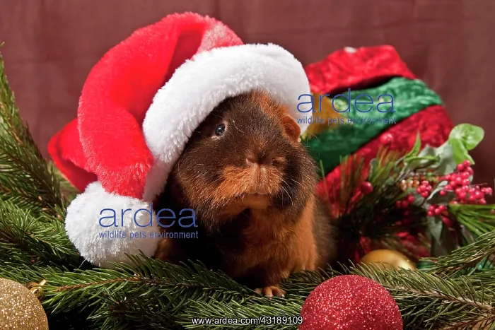 : US Teddy guinea pig with Santa Claus hat and Christmas : US Teddy guinea pig with Santa Claus hat and Christmas