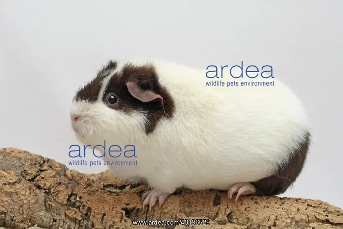: US Teddy guinea pig, white-chocolate, 10 months : US Teddy guinea pig, white-chocolate, 10 months