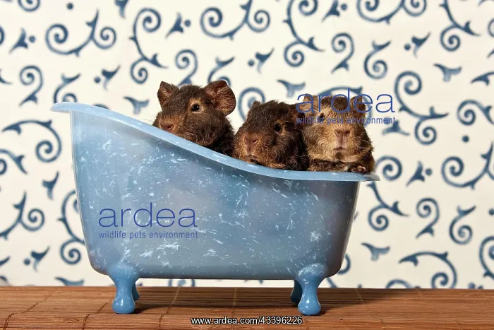 : US teddy guinea pig, young animals in a mini bathtub : US teddy guinea pig, young animals in a mini bathtub