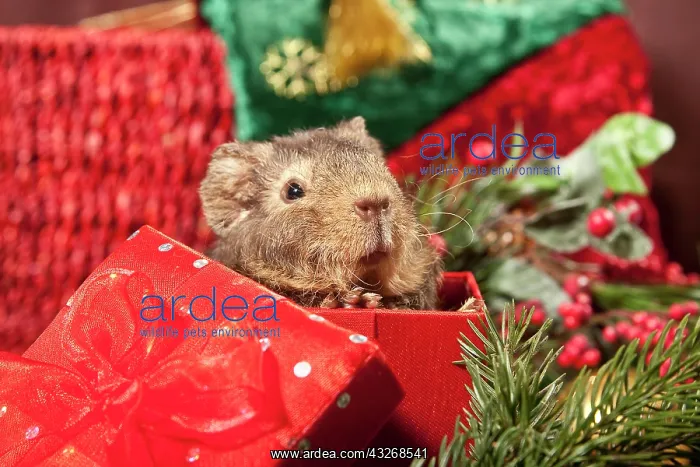 : US Teddy guinea pig, young with Christmas decorations : US Teddy guinea pig, young with Christmas decorations