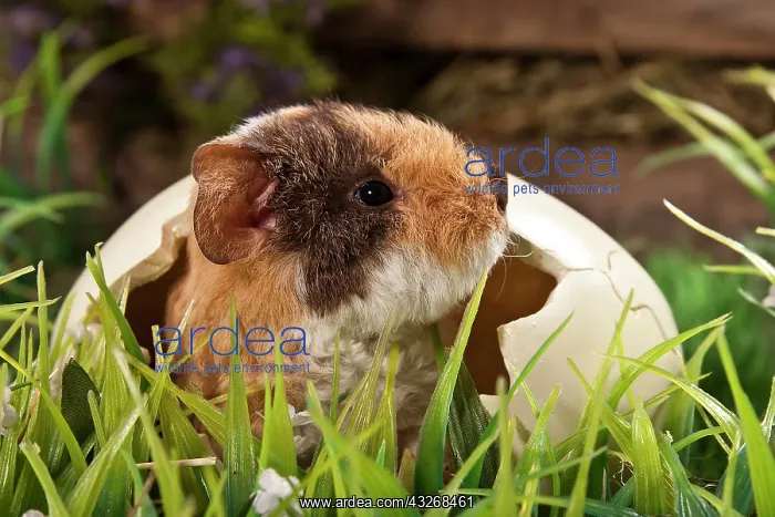 : US Teddy guinea pig, young in an egg shell : US Teddy guinea pig, young in an egg shell