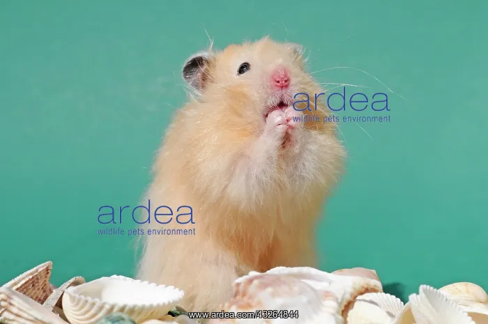 : Teddy hamster, sitting up, Austria, Europe : Teddy hamster, sitting up, Austria, Europe