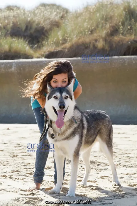 : Teenage Girl with Alaskan Malumute (cross) dog on beach : Teenage Girl with Alaskan Malumute (cross) dog on beach
