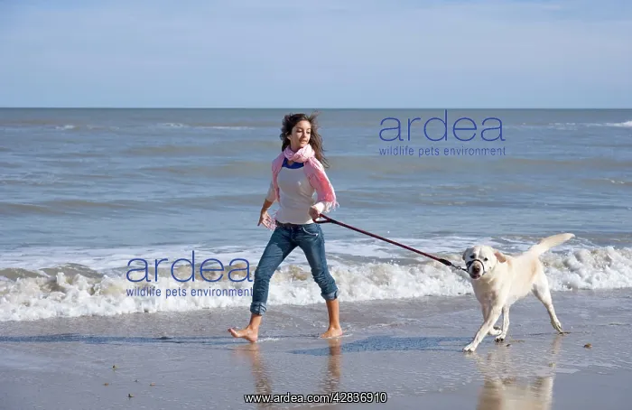 : Teenage Girl Walking Labrador Dog on Beach : Teenage Girl Walking Labrador Dog on Beach