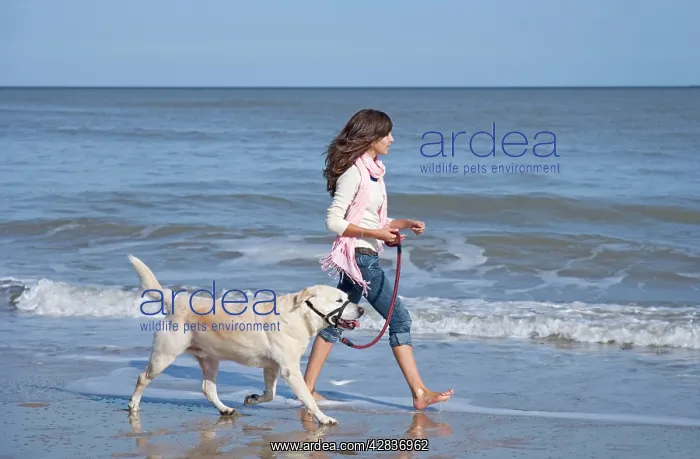 : Teenage Girl walking Labrador Dog on beach : Teenage Girl walking Labrador Dog on beach