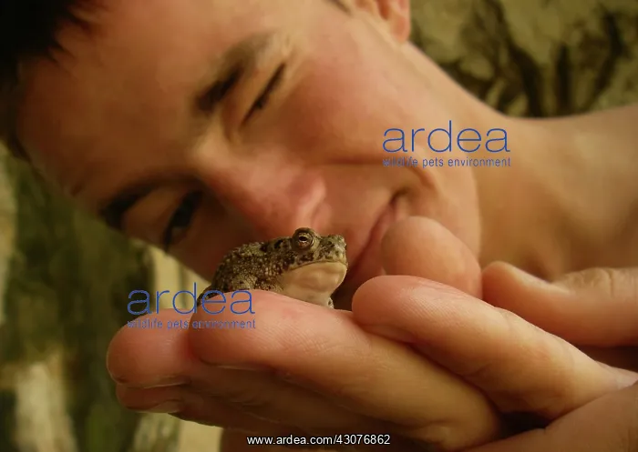 : Teenager Inspecting Woodhouse's Toad : Teenager Inspecting Woodhouse's Toad
