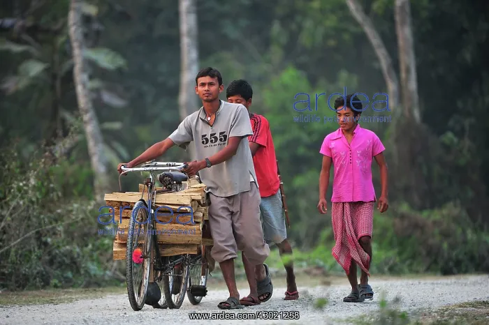 : Teenagers with firewood on bicycle : Teenagers with firewood on bicycle