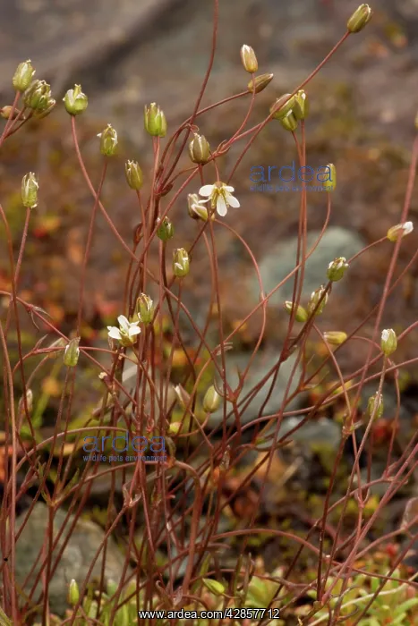: Teesdale sandwort : Teesdale sandwort