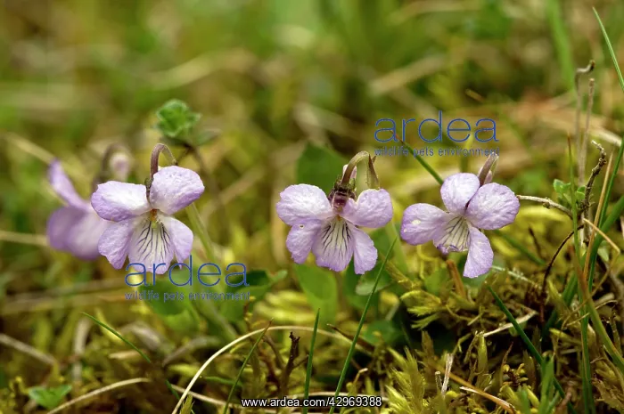 : Teesdale Violet : Teesdale Violet