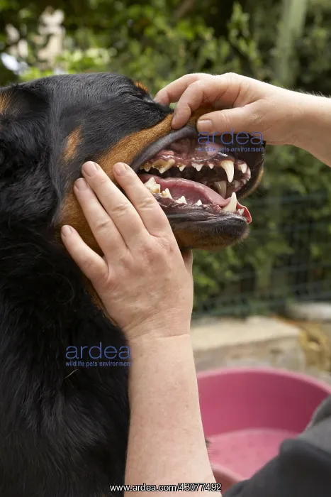 : Teeth checking on a Beauceron : Teeth checking on a Beauceron