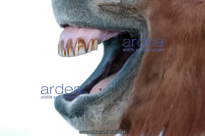  : Teeth of an Icelandic horse, captive, Eastern Region