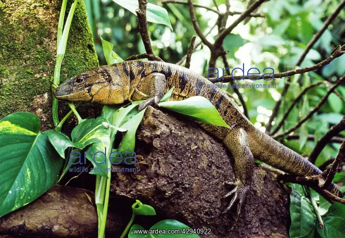 : Tegu Lizard : Tegu Lizard