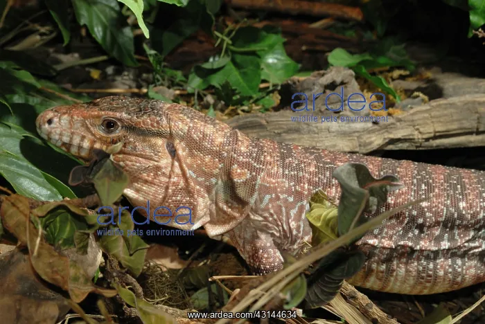 : Tegu Lizard : Tegu Lizard