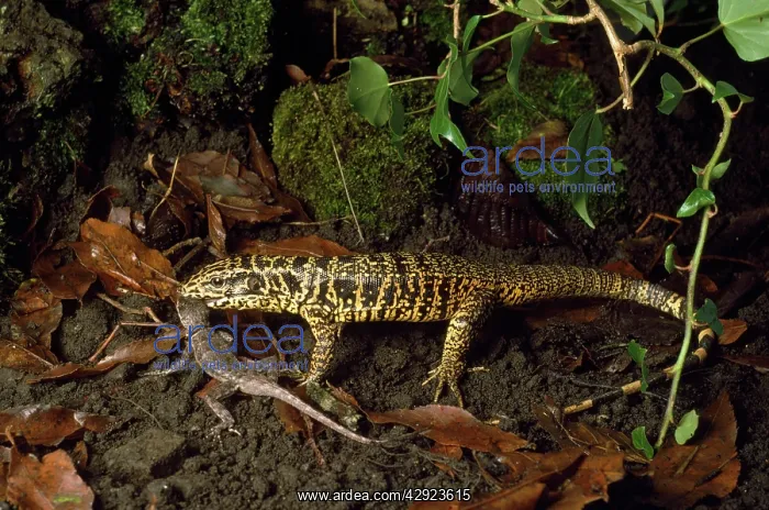 : Tegu - predating Weid's Lizard (Tropidurus torquatus) : Tegu - predating Weid's Lizard (Tropidurus torquatus)