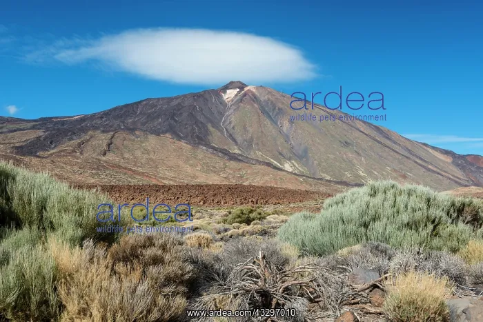 : Teide volcano, Teide National Park, Canary Islands : Teide volcano, Teide National Park, Canary Islands