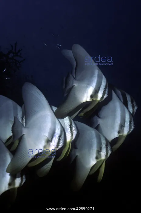 : Teira Batfish - These gentle plankton eating fish : Teira Batfish - These gentle plankton eating fish