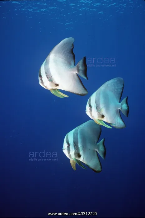 : TEIRA BATFISH - X3 : TEIRA BATFISH - X3