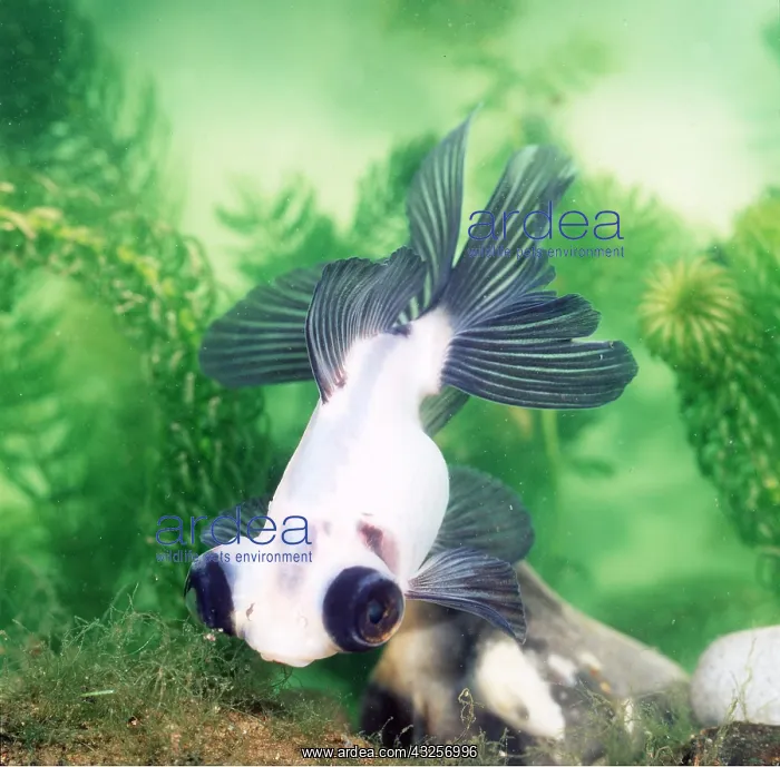 : TELESCOPE EYE GOLDFISH : TELESCOPE EYE GOLDFISH