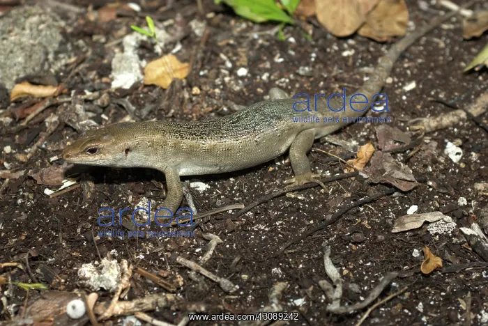 : Telfair's Skink : Telfair's Skink