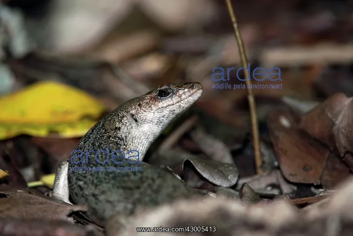  : Telfair's skink Round Island skink