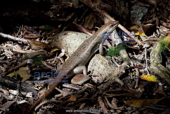 : Telfair's skink Round Island skink : Telfair's skink Round Island skink