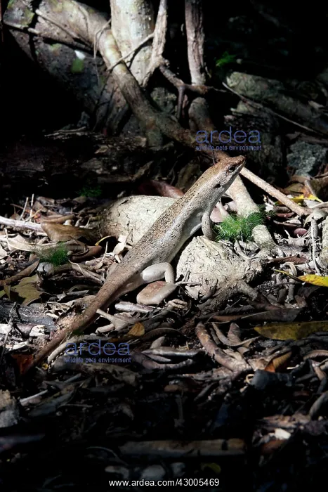 : Telfair's skink Round Island skink : Telfair's skink Round Island skink