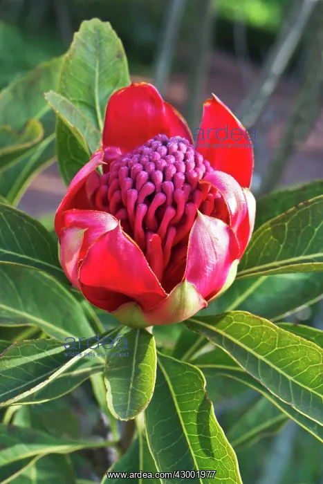 : Telopea speciosissima : Telopea speciosissima
