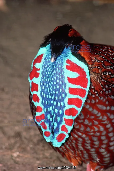 : TEMMINCKIS TRAGOPAN - MALE : TEMMINCKIS TRAGOPAN - MALE