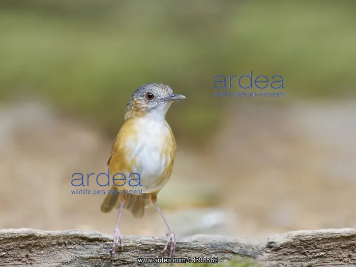 : Temminck's Babbler Pellorneum pyrrogenys Sabah : Temminck's Babbler Pellorneum pyrrogenys Sabah