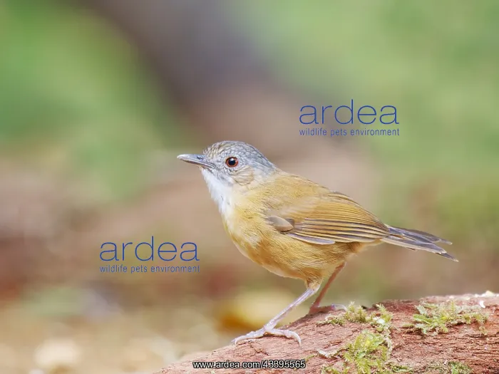 : Temminck's Babbler Pellorneum pyrrogenys Sabah : Temminck's Babbler Pellorneum pyrrogenys Sabah