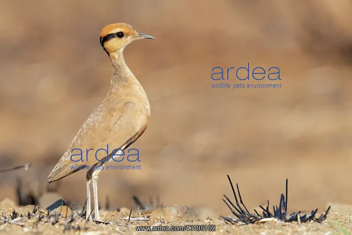 : Temmincks Courser (Cursorius temminckii), side : Temmincks Courser (Cursorius temminckii), side