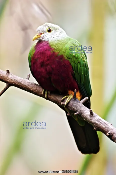 : Temminck's Fruit Dove : Temminck's Fruit Dove