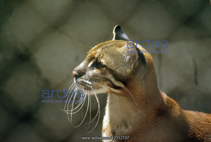  : Temminck's Golden Cat  /  Asiatic Golden Cat