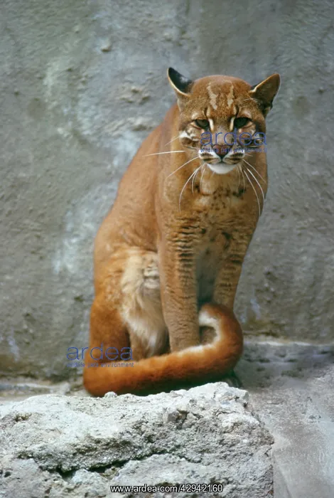 : Temminck's Golden Cat / Asiatic Golden Cat : Temminck's Golden Cat / Asiatic Golden Cat