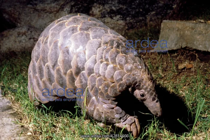 : Temminck's Ground / Cape Pangolin : Temminck's Ground / Cape Pangolin
