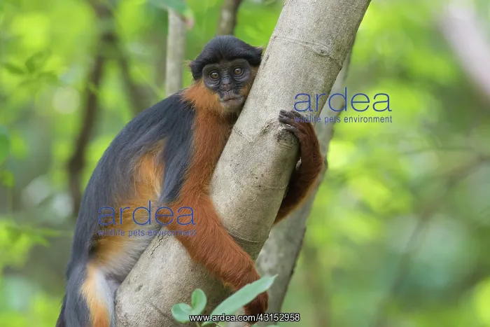 : Temminck's Red Colobus : Temminck's Red Colobus