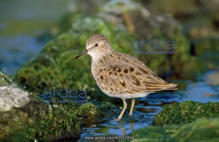 : Temminck's Stint : Temminck's Stint