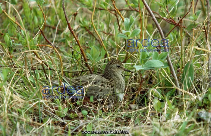 : Temminck's Stint : Temminck's Stint