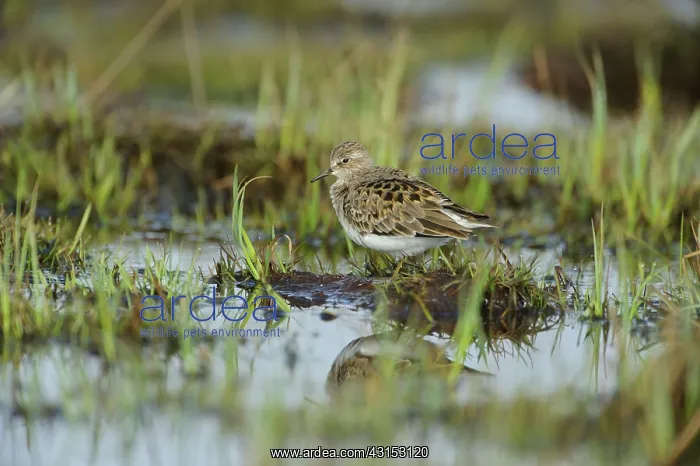 : Temminck's Stint : Temminck's Stint