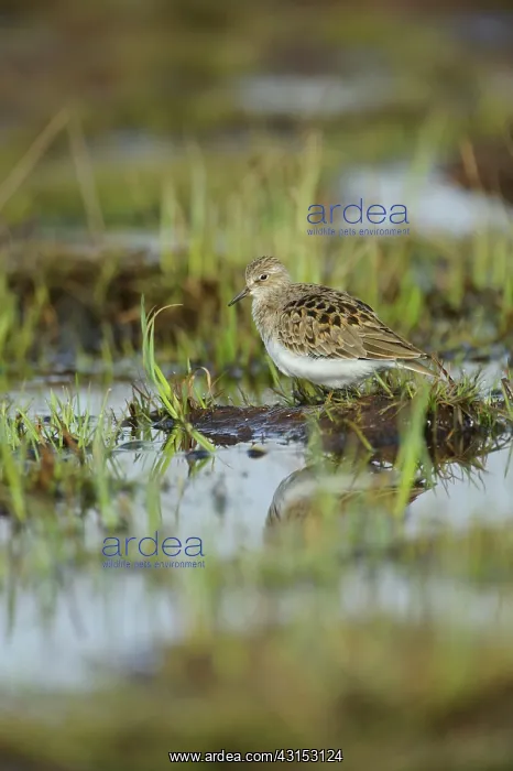 : Temminck's Stint : Temminck's Stint