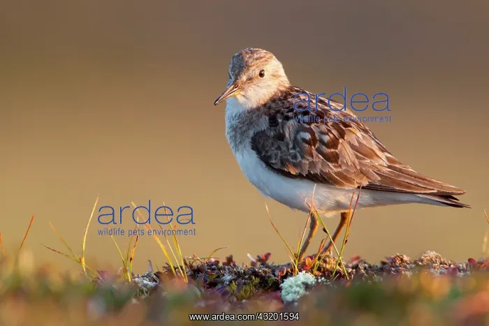 : Temminck's Stint : Temminck's Stint