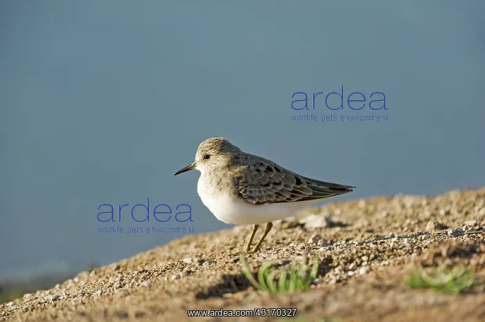 : Temminck's Stint (Calidris temminckii) : Temminck's Stint (Calidris temminckii)
